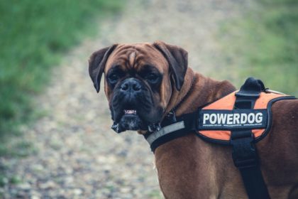 West Palm Beach Service Animals